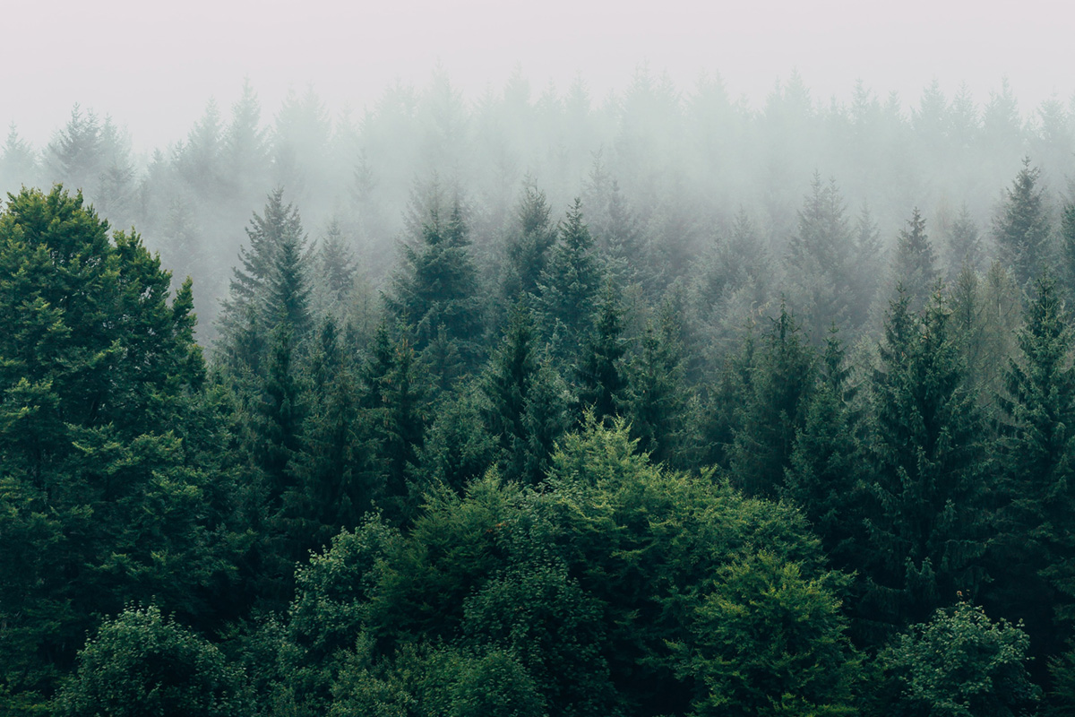 aerial view of forest with mist